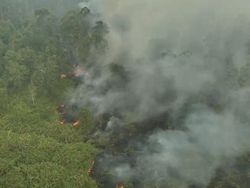 Balai TNWK Sebut Ada Kemungkinan Aktor Lain di Balik Karhutla