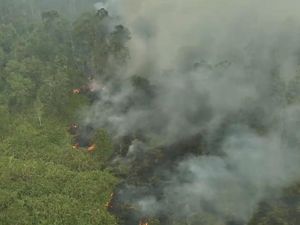 Kebakaran Way Kambas Capai 25 Hektare, Api Masih Terpantau-Berpotensi Meluas