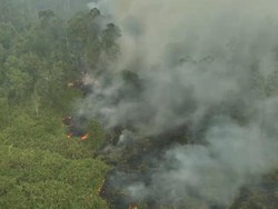 Kebakaran Way Kambas Capai 25 Hektare, Api Masih Terpantau-Berpotensi Meluas