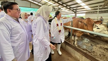Kebut Swasembada Susu, Pemerintah Targetkan Penambahan 600 Ribu Sapi Perah
