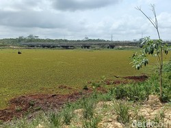BWS Kalimantan IV Usulkan Rp 3 M ke Pusat untuk Atasi Gulma Waduk Manggar