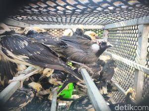 3.394 Burung Berbagai Jenis dari Vietnam Diselundupkan ke Sidoarjo