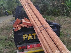 Polisi Tangkap 2 Pelaku Illegal Logging Hutan Lindung di Jembrana