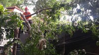 Hujan Disertai Angin Kencang, Pohon Tumbang Timpa Kafe dan Motor di Bogor