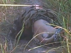 Ular Piton 5 Meter Dibunuh Warga Saat Mangsa Anjing di Mamasa