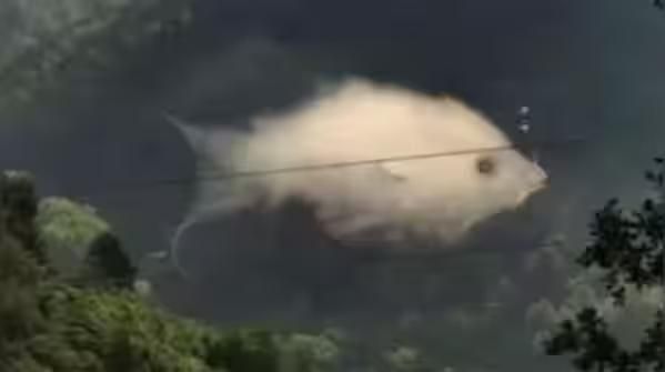 Tes kepribadian ilusi optik, gambar ikan atau awan yang pertama kamu lihat bisa ungkap sisi tersembunyimu.