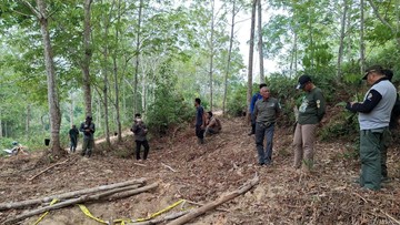 Anak Gajah di Jambi Ditemukan Mati, Gakkum Selidiki Penyebabnya