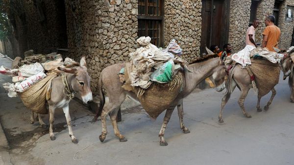 Keledai Jadi Transportasi Utama Angkut Barang di Pulau Lamu Kenya