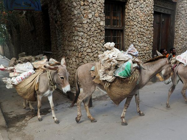 Keledai Jadi Transportasi Utama Angkut Barang di Pulau Lamu Kenya
