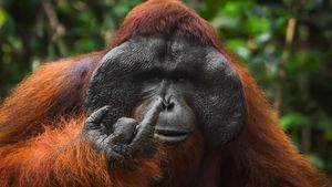 Aksi Kocak Satwa Liar Tertangkap Kamera, Bikin Ngakak!