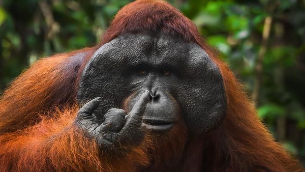Aksi Kocak Satwa Liar Tertangkap Kamera, Bikin Ngakak!