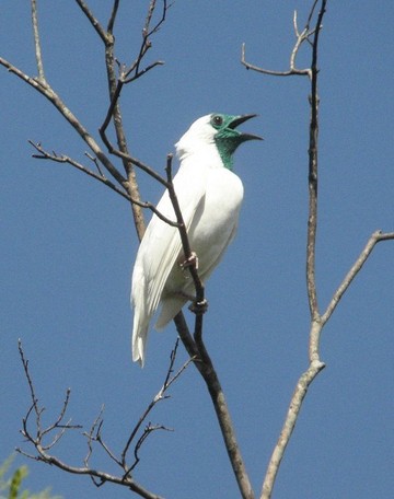 Ini Dua Burung Paling Berisik di Dunia, Suaranya Lebih dari 120 Desibel