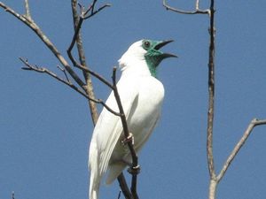 Ini Dua Burung Paling Berisik di Dunia, Suaranya Lebih dari 120 Desibel