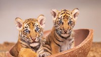 Kabar Gembira dari Texas, 2 Bayi Harimau Sumatera Lahir untuk Pertama Kalinya