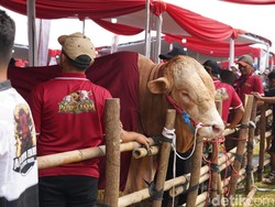 Peternak Jemput Peluang di Kontes APPSI: Sapi Berprestasi, Harga Naik