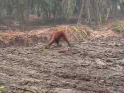 Orang Utan Dewasa Berkeliaran di Lahan Sisa Karhutla Kalimantan Tengah