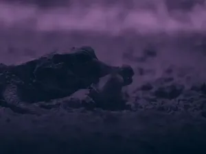 Buaya Terkecil Dunia Terekam Menyambar Kelelawar di Gua