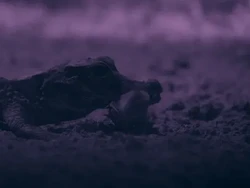 Buaya Terkecil Dunia Terekam Menyambar Kelelawar di Gua
