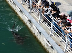 Hiu 3,5 Meter Terjebak di Kanal Busan, Upaya Penyelamatan Masih Gagal