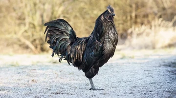 5 Makanan Langka Ini Wajib Dicoba Sekali Seumur Hidup, Ada Ayam Cemani!
