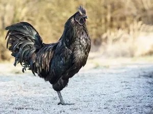 5 Makanan Langka Ini Wajib Dicoba Sekali Seumur Hidup, Ada Ayam Cemani!