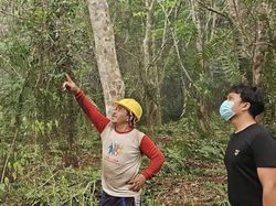 6 Sarang Orang Utan Ditemukan di Kebun Karet Terkepung Karhutla di Kotim