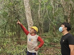 6 Sarang Orang Utan Ditemukan di Kebun Karet Terkepung Karhutla di Kotim