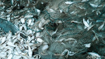 Melihat Pengolahan Ikan Kering di Kampung Nelayan Nambangan