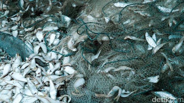 Melihat Pengolahan Ikan Kering di Kampung Nelayan Nambangan