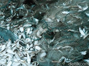 Melihat Pengolahan Ikan Kering di Kampung Nelayan Nambangan