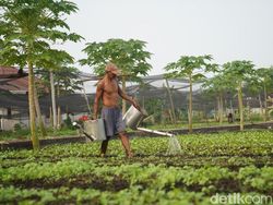 Karhutla Bikin Sayur Pontianak Kerdil, Biasa Panen 700 Kg Kini Tinggal 30 Kg