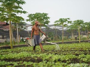 Karhutla Bikin Sayur Pontianak Kerdil, Biasa Panen 700 Kg Kini Tinggal 30 Kg