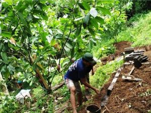 Panen Melimpah Durian hingga Kelapa di Tabanan Rawan Pencurian