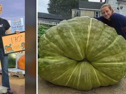 Sebesar Orang Dewasa! Bobot Zucchini Jumbo Ini Tembus 77 Kg