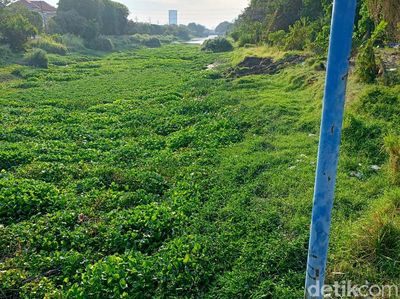 Eceng Gondok Penuhi Sungai Jagir