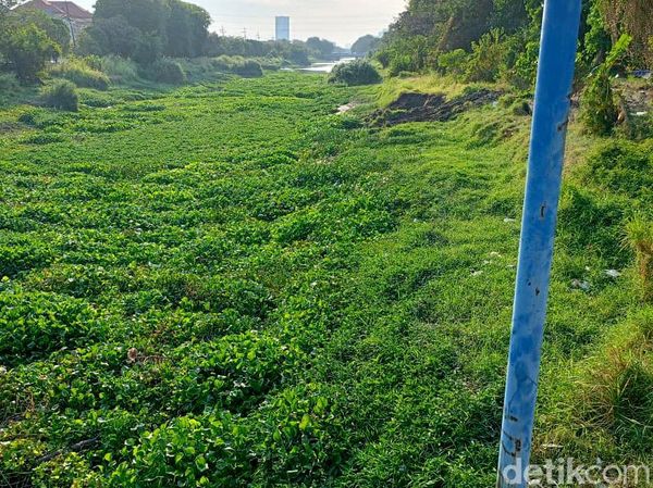 Eceng Gondok Penuhi Sungai Jagir