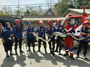 Ular Piton 4 Meter Dalam Sumur Bikin Geger Warga di Maros