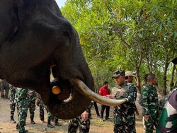 Gajah di Suaka Margasatwa Padang Sugihan Aman dari Karhutla