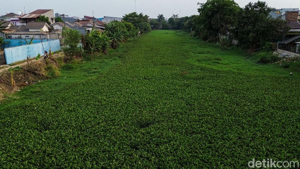 Kali Waru Bekasi Tertutup Eceng Gondok, Pemicu Banjir dan Hama