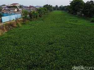 Kali Waru Bekasi Tertutup Eceng Gondok, Pemicu Banjir dan Hama