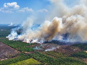 Api Karhutla Masuk TN Berbak, Petugas Terkendala Akses dan Air