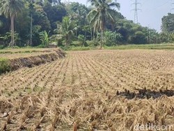 Kemarau Panjang Landa Tasikmalaya: Sawah Retak, 25 Desa Krisis Air Bersih