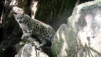 Sarka Tumbuh di Bronx Zoo, Harapan Baru Konservasi Macan Tutul Salju
