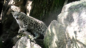 Sarka Tumbuh di Bronx Zoo, Harapan Baru Konservasi Macan Tutul Salju