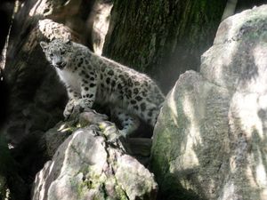Sarka Tumbuh di Bronx Zoo, Harapan Baru Konservasi Macan Tutul Salju