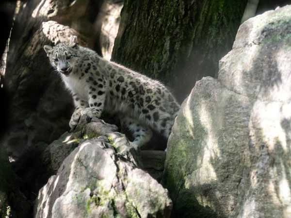 Sarka Tumbuh di Bronx Zoo, Harapan Baru Konservasi Macan Tutul Salju