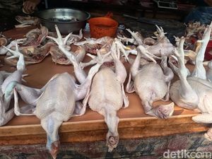 Harga Ayam di Medan Mulai Turun, di Sibolga Masih Rp 51.450/Kg
