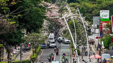 Pesona Musim Semi Ala Jepang Terlihat Jelas di Jalanan Cikini