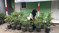 Penampakan Kebun Sayur Pakai Galon Bekas di SDN Purwosari Sleman