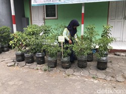 Penampakan Kebun Sayur Pakai Galon Bekas di SDN Purwosari Sleman